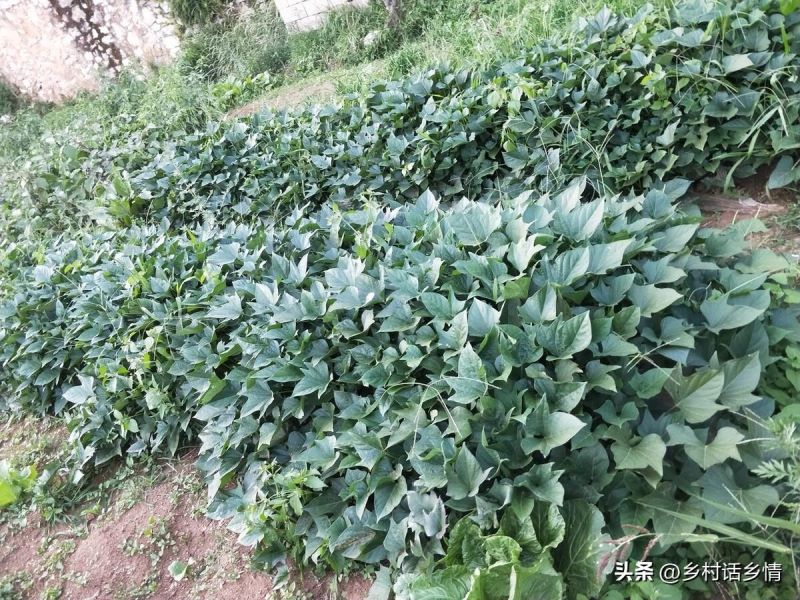 红薯什么时候种植最好「红薯什么时候种植最好 时间」